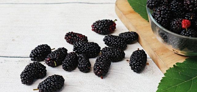 Manfaat Tanaman Murbei untuk Kesehatan